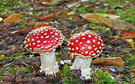 Fly Agaric (Amanita muscaria)